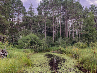 Fototapeta premium Northern Michigan forest