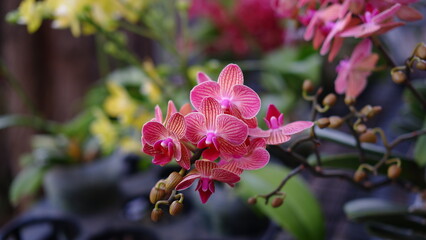 Phalaenopsis amabilis, commonly known as the moon orchid or moth orchid in India and as anggrek bulan in Indonesia, and one of Indonesia's national flowers