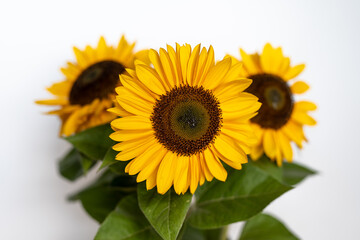 Beautiful Sunflower blossoms and leaves with shallow depth of field focus, on white background.