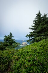 Sky Cloud Plant Natural landscape Branch Highland