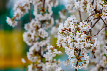 Blooming fruit trees in spring. Flowers on branches. Selective focus with blurred background and copy space for text