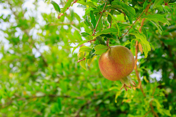 Pomegranate fruits ripen on trees in the garden. Natural background with selective focus and copy space