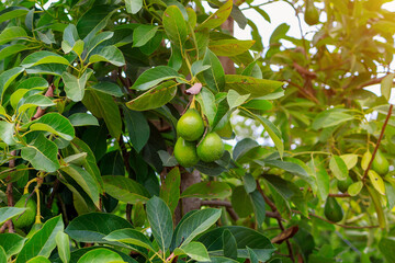 Avocado fruits ripen on a tree. Natural background with copy space