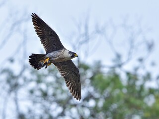 グリーンバックに餌をつかんで悠然と飛ぶハヤブサ成鳥