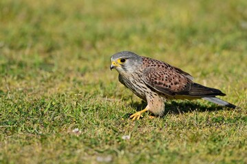 つかまえた餌を芝生の上で食べる繁殖期のチョウゲンボウ オス