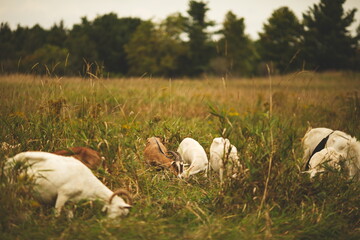 Saanan goats on a small farm in Ontario, Canada.