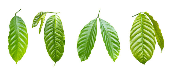 coffee leaf on a white background