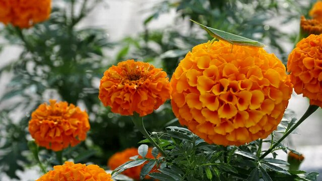 Tokyo,Japan - September 14, 2022: Closeup of a grasshopper on orange marigold flower
