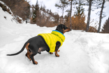 Adorable dachshund dog in yellow warm puffer jacket is standing and watching something warily, ground covered with snow, side view. Warm pet clothes for winter walks.