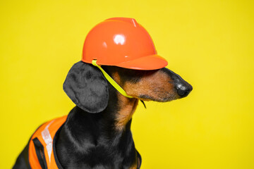 Dog in protective orange construction helmet, vest sideways on yellow background Dachshund lowered his helmet over his eyes, disguised Master service for an hour, husband for an hour Developer foreman