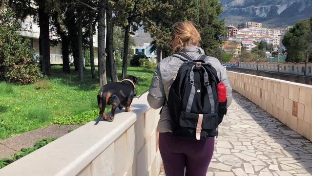 Blonde young woman with backpack on her back leads dachshund dog on leash, which walks along a high parapet during a walk, view from the back. Beautiful sunny day.