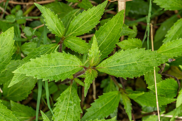 Top view of creeping croftonweed grass with green toothed edges, brown stalk-shaped leaf stalk