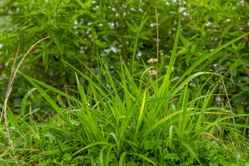 A clump of fresh green pointed-leaf grass grows wild with other grasses