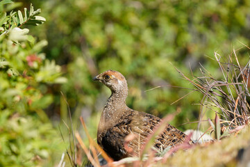 Sooty Grouse posing
