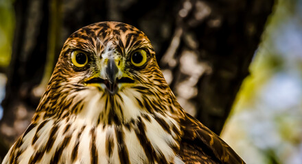 Falcon Eyes