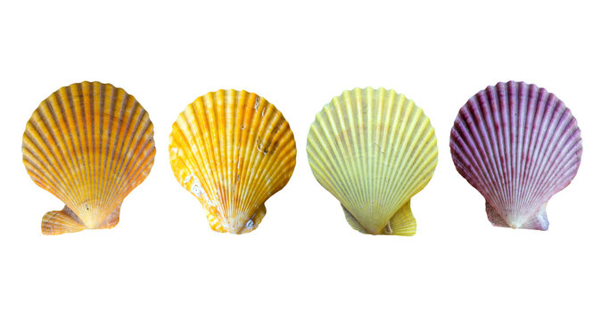 shell