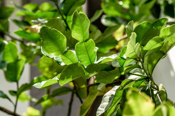 The shoots of the kaffir lime plant branches are fresh green, the leaves are transparent in the sun
