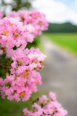 サルスベリの花をソフトイメージに写す	
