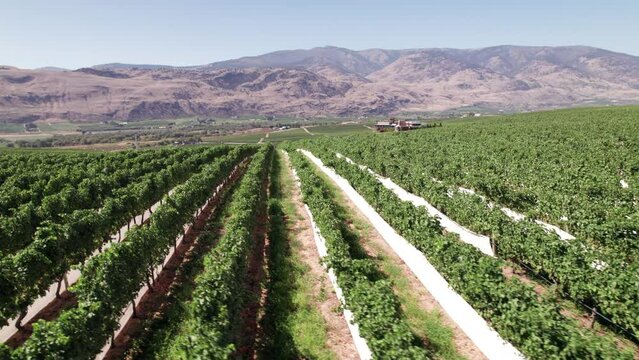 Vineyard with rows of wine grapes growing, Okanagan Valley, aerial drone footage, fields, lush valley, mountains, desert, British Columbia, Canada. 4K 4096x2304 PRORES 422 24FPS.