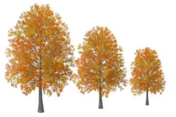 autumn tree isolated
