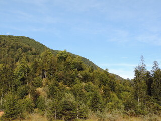 Forest hills and mountains