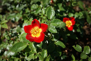 Flower Plant Petal Vegetation Groundcover Rose © Zombie Bunny