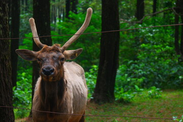 Close up of elk at the zoo