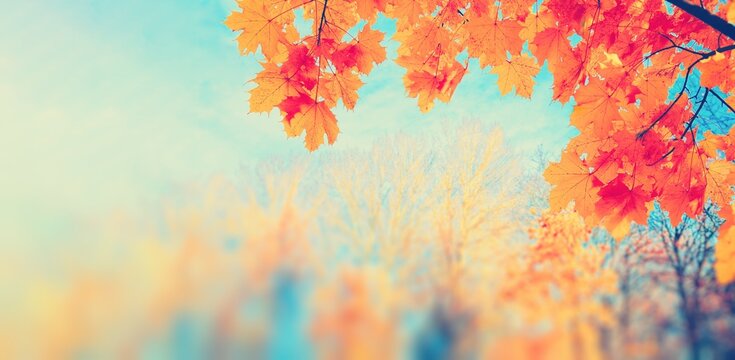 Autumn yellow leaf closeup. Bright orange tree change. Blur bokeh on background. Golden color in park Light sunny warm october day. Red leaves in garden Sun in blue sky. Fall nature woods sunset scene