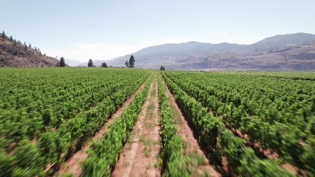 Vineyard with rows of wine grapes growing, Okanagan Valley, aerial drone footage, fields, lush valley, mountains, desert, British Columbia, Canada. 4K 4096x2304 PRORES 422 24FPS.