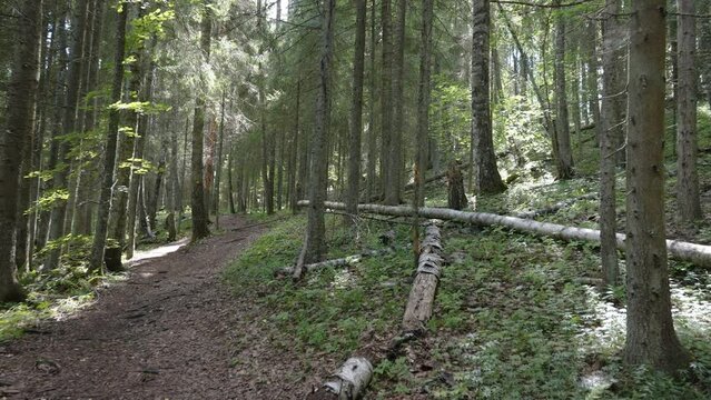The fallen spruce and birch tree on the ground of the hiking trail in the forest in Estonia