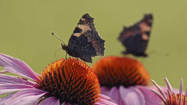 Small Tortoiseshell Butterflies Sucking Nectar From Coneflower Head. Selective Focus