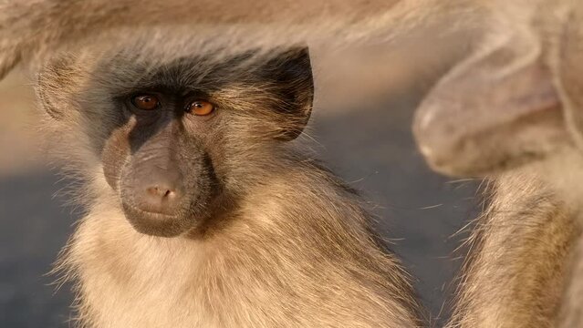 Medium closeup of a young Chacma baboon's face, Kruger National Park.