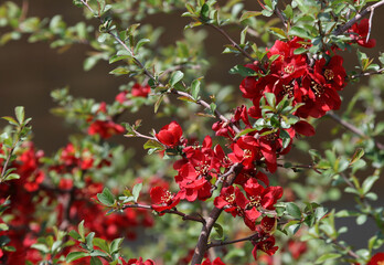 Obraz premium The flowers of a Japanese Quince (Chaenomeles Japonica) bush, shot in the spring.