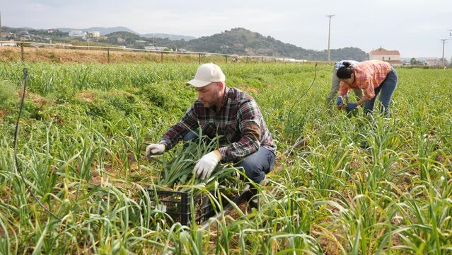 Portrait of man farmer working on young garlic field at vegetable farm, gathering fresh green produce. High quality 4k footage