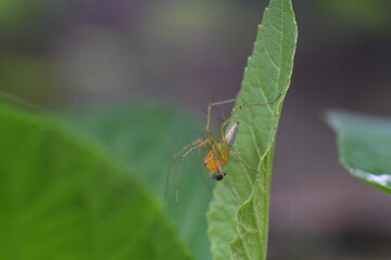 spider insect on leaves. spider insect transparent body color.