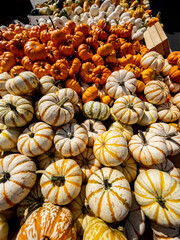 A cluster of colorful Gourds in a grouping for retail market sale