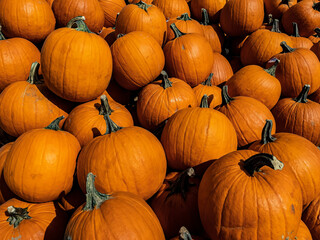 A cluster of Pumpkins in a grouping for retail market sale