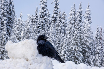 Raven in Canadian winter