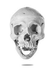 human skull