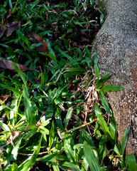 plants growing in the garden