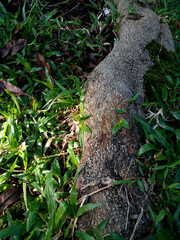 moss on tree