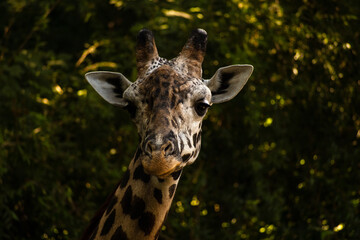 portrait of a giraffe