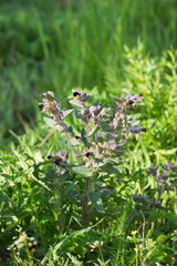 The dark brown nonea (lat. Nonea Pulla), of the family Boraginaceae. Central Russia.