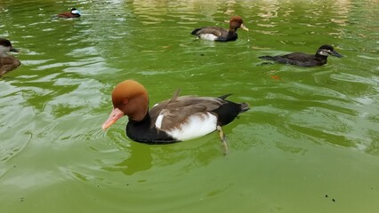 Water Bird Beak Fluid Organism Mammal