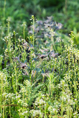 The dark brown nonea (lat. Nonea Pulla), of the family Boraginaceae. Central Russia.