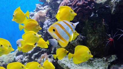 Water Vertebrate Natural environment Organism Yellow Underwater