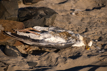 dead seagull on the beach 