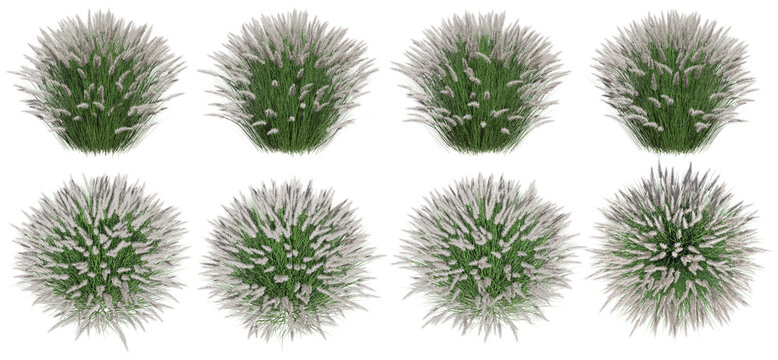 set of Pennisetum 3d rendered from different angles