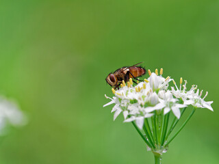 韮の花蜜を吸うハエ