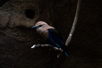 a blue bellied roller on a branch 